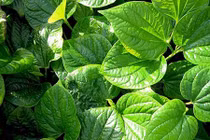 Video: 6 bài thuốc chữa lạnh chân tay theo dân gian