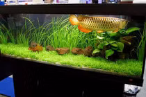 Video: Cách đặt bể cá cảnh chuẩn phong thủy cho 12 con giáp 