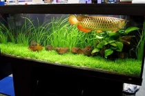 Video: Cách đặt bể cá cảnh chuẩn phong thủy cho 12 con giáp 