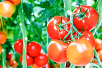 Video: Hệ luỵ khi lạm dụng chất kích thích sinh trưởng trong trồng trọt