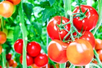 Video: Hệ luỵ khi lạm dụng chất kích thích sinh trưởng trong trồng trọt