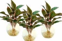 Video: 3 loại cây để lên bàn thờ giúp tài lộc, may mắn ùn ùn kéo đến