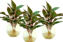 Video: 3 loại cây để lên bàn thờ giúp tài lộc, may mắn ùn ùn kéo đến