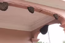 Video: Ong làm tổ trong nhà là điềm báo gì?