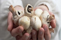 Video: Tác dụng thần kỳ với sức khỏe của rau củ quả màu trắng