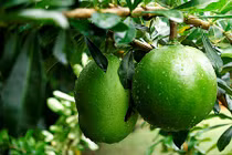 Video: Tác dụng chữa bệnh không ngờ từ quả đào tiên