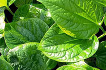 Video: 12 bài thuốc chữa bệnh cực hay từ lá lốt không phải ai cũng biết