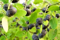 Video: 9 công dụng chữa bệnh của cây phèn đen, dân gian thường dùng