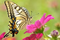 Video: 8 dấu hiệu cho thấy bạn sắp có rất nhiều tiền