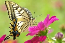 Video: 8 dấu hiệu cho thấy bạn sắp có rất nhiều tiền