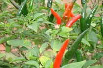 Video: 7 bài thuốc từ ớt chữa bệnh cực hiệu quả mà nhiều người không biết