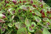 Video: 7 loại “rau thuốc” giúp hạ huyết áp kỳ diệu