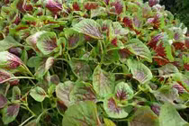 Video: 7 loại “rau thuốc” giúp hạ huyết áp kỳ diệu