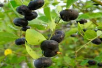 Video: 10 bài thuốc dân gian chữa bệnh cực hay từ cây phèn đen