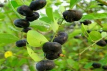 Video: 10 bài thuốc dân gian chữa bệnh cực hay từ cây phèn đen