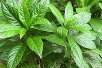 Video: Bài thuốc trị nhức xương khớp cực hay từ cây nhà lá vườn