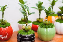 Video: Trồng cây này trong nhà sẽ loại được độc tố và thu hút tiền tài