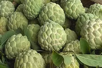 Video: Loại quả "thần dược" có sẵn trong vườn nhà