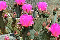 Video: Những loại cây tuyệt đối không được trồng trong vườn nhà