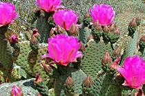 Video: Những loại cây tuyệt đối không được trồng trong vườn nhà