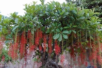 Video: 10 cây cảnh nhất định phải trồng trong nhà để tiền vào như nước