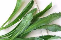 Video: Vị thuốc “đánh bay” sỏi thận và 10 loại bệnh không phải ai cũng biết