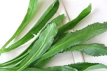 Video: Vị thuốc “đánh bay” sỏi thận và 10 loại bệnh không phải ai cũng biết