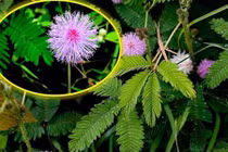 Video: Hết mất ngủ, đau nhức xương khớp nhờ bài thuốc từ loại hoa này