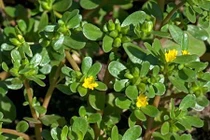 Video: Loại rau dại “bỏ hoang” đem lại vô vàn lợi ích sức khỏe