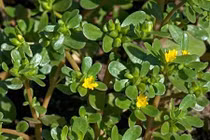 Video: Loại rau dại “bỏ hoang” đem lại vô vàn lợi ích sức khỏe