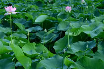 Video: Loại lá phơi khô trị bách bệnh ít người biết