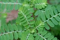 Video: Loại cây dại là thần dược chữa dứt điểm bệnh gan nhiễm mỡ