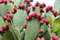 Video: Bài thuốc chữa thoát vị đĩa đệm bằng cây xương rồng 