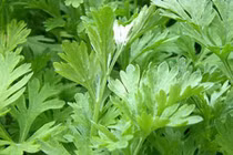 Video: Làm sạch gan mật bằng loại rau có nhiều ở Việt Nam