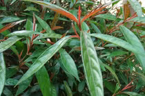 Video: 20 tác dụng quý bất ngờ trong chữa bệnh của cây hoàn ngọc