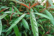 Video: 20 tác dụng quý bất ngờ trong chữa bệnh của cây hoàn ngọc