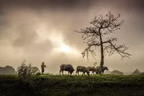 Video: Lời Phật dạy cho ai đang phiền muộn cảm thấy an yên