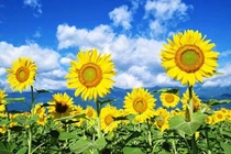 Video: Bài thuốc quý chữa mọi bệnh tật từ hoa hướng dương