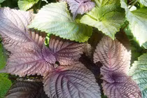 Video: Ít ai ngờ loại lá này có thể chấm dứt cơn đau gút sau 30 phút