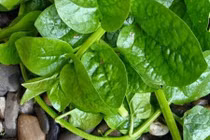 Video: Bài thuốc dân gian trị bệnh khi trời rét, lạnh giá