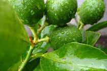 Video: Khỏi nhanh chứng sâu răng, đau buốt chỉ với chén nước này