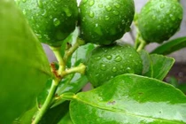 Video: Khỏi nhanh chứng sâu răng, đau buốt chỉ với chén nước này