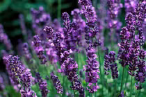 Video: Nhà chật hẹp tới đâu cũng nên trồng những cây thuốc quý này