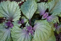 Video: Cách biến tía tô thành bài thuốc chữa bệnh cứu người hiệu quả