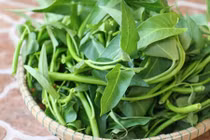 Video: 3 bài thuốc dân gian từ rau muống chữa trăm bệnh