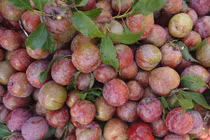 Video: Tác dụng chữa bách bệnh ít ai ngờ của quả mận