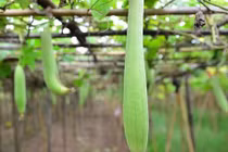 Video: Chữa bệnh tiểu đường bằng mướp hương đơn giản mà hiệu quả