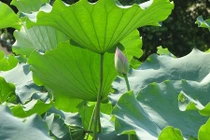 Video: Bài thuốc dân gian chữa gan nhiễm mỡ cực tốt bằng lá sen