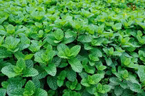 Video: Ăn 10 loại lá này, mỡ cứng đầu đến mấy cũng bị đánh bay