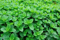 Video: Ăn 10 loại lá này, mỡ cứng đầu đến mấy cũng bị đánh bay